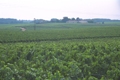 Ein Rebberg in der Weingegend von Bordeaux